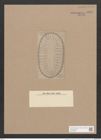 Surirella deflexa A. Schm. (de-Toni-Nr.: Genus 53, Species 2394) Zeichnungen Sammlung Grunow Nr. 4801 (NHMW-BOT-W0372950)